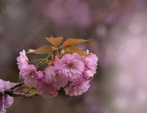 Hamami Kirschblütenfest, Blüten einzeln photo