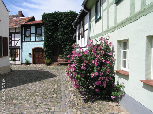 Hibiskus an Hauswand Fachwerkaus auf dem Münzenberg in Quedlinburg