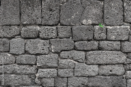 old black block stones wall or gray rock and empty brick wall with small green tree plant on wall in ancient site and retro brickwork background or construction to exterior rough pattern texture