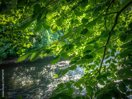 Lush Green Canopy Filtering Sunlight onto Serene Flowing River Below