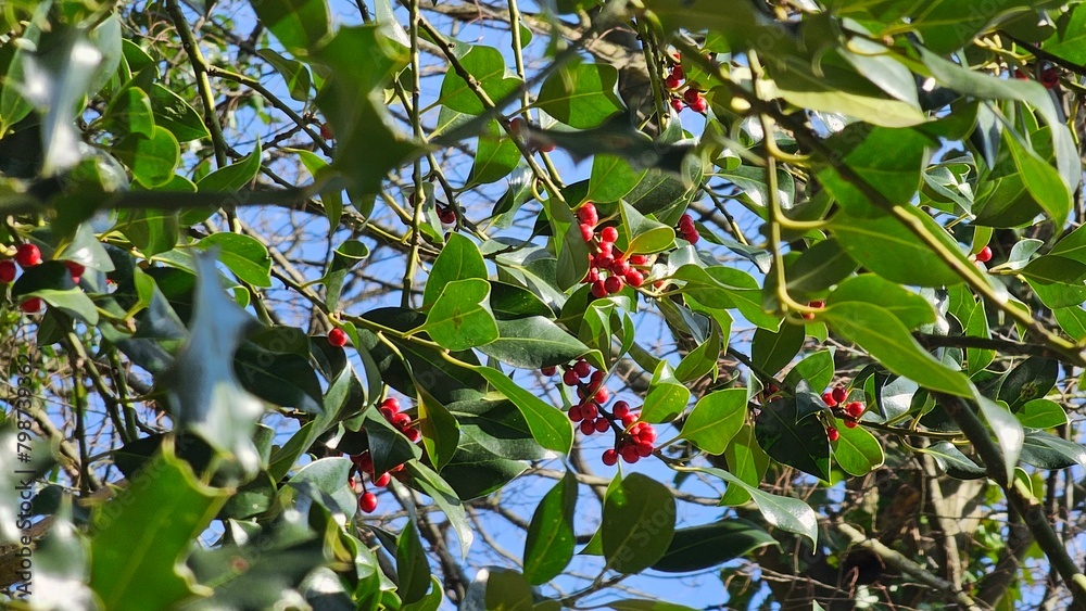 Holly tree branch (German European Holly) with red berries, background. selective focus