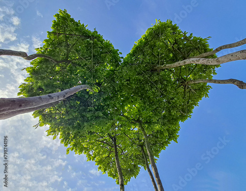 Green crown of trees in the park in the shape of a heart