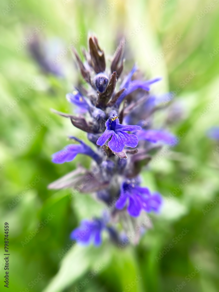 Ajuga genevensis purple flowers grow on the lawn Ajuga genevensis purple flowers grow on the lawn
