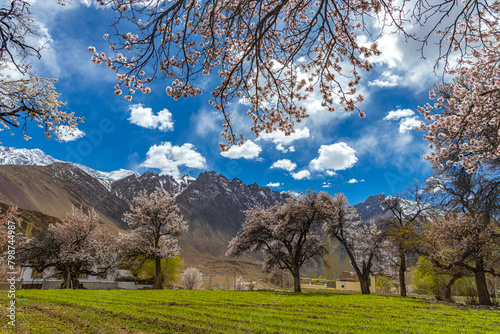 A fully grown apricot fruit trees in full bloom with green fields in the foreground and blue sky and clouds in the horizon photo