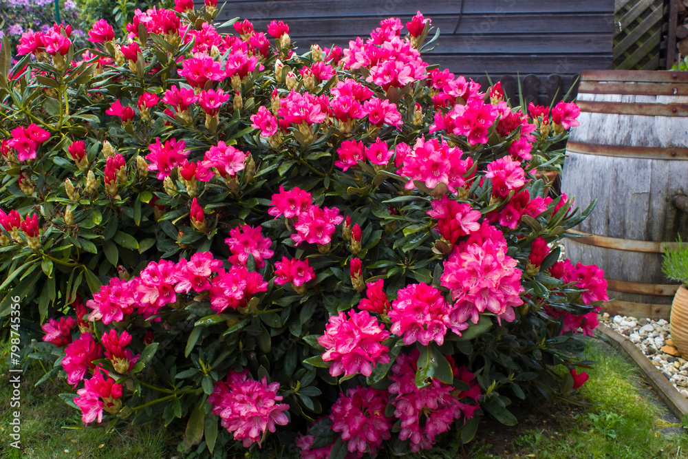 Blooming pink rhododendron flowers in a garden