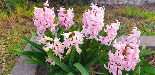 Valokuva Panorama of pink hyacinthus orientalis flowers blooming in a flower bed