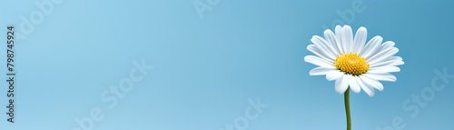 One small daisy isolated on a soft blue background  capturing the essence of minimalism and spring in a tranquil setting