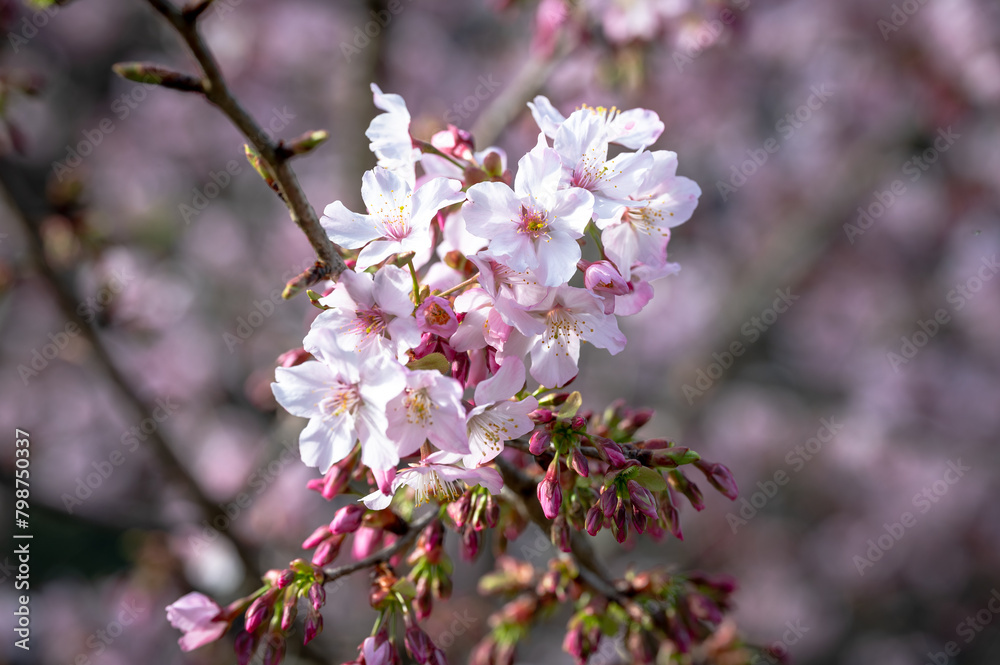 Close up of the cherry blossom full bloom, in Wuling farm, Taichung, Taiwan.