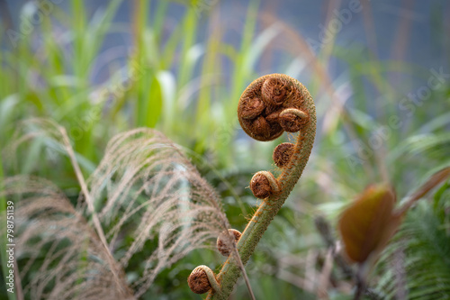 Sprouts of Cyathea lepifera growing next to the mountain trail, focus on the foreground, in New Taipei City, Taiwan. photo