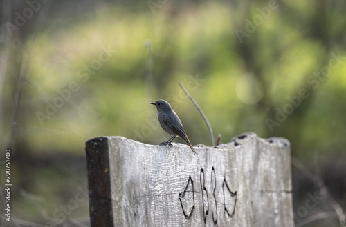 blue redstart bird sitting on a fence on a green background