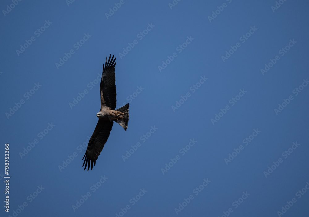 steppe eagle in the spring blooming steppe looks out for its prey steppe eagle in the spring blooming steppe looks out for its prey