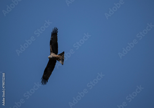 steppe eagle in the spring blooming steppe looks out for its prey