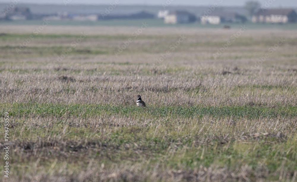 gray little bustard looking for a mate at sunset on a spring day