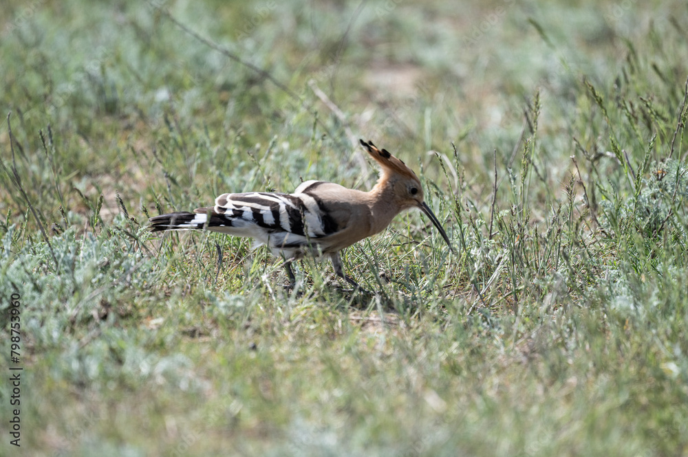 Obraz premium A colorful and beautiful hoopoe gathers food on the ground on a spring day