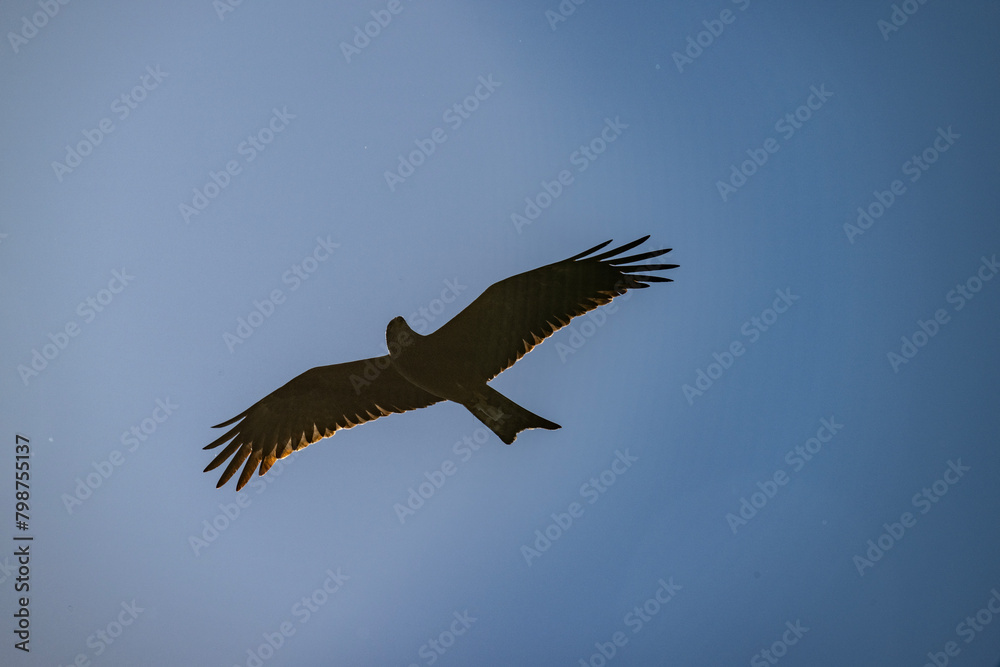 a black kite flies against the background of the deep sky with its wings spread wide a black kite flies against the background of the deep sky with its wings spread wide