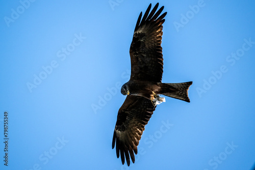 a black kite flies against the background of the deep sky with its wings spread wide