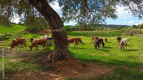 Cow graze on the farm