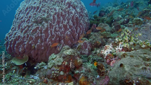 Xestospongia testudinaria (Barrel Sponge) grows on a steep rocky slope of a tropical sea and red tropical fish swim next to it. photo