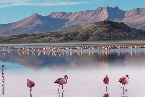 Flamingo in Bolivia