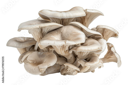 Cluster of Oyster Mushrooms on transparent background.