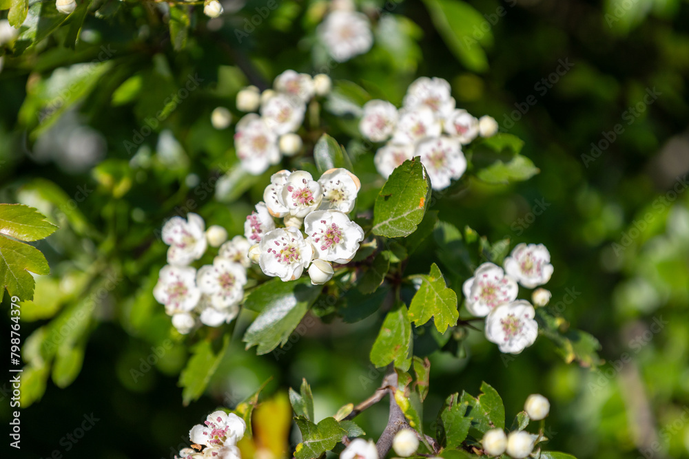 A bunch of white flowers with green leaves A bunch of white flowers with green leaves