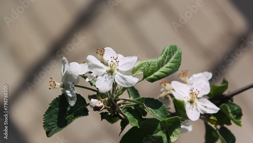 White blossoming apple trees. Spring season