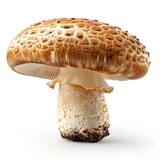 Champignon edulis mushroom isolated on white background with shadow
