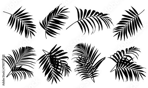 Set of palm leaves silhouettes isolated on white background photo