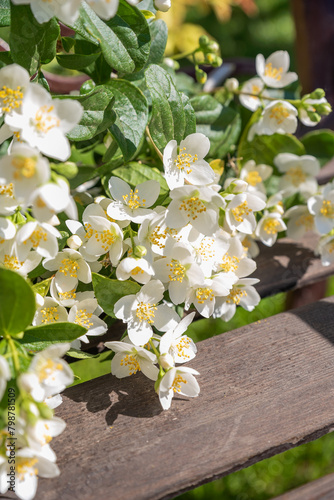 blooming jasmine in the garden in spring