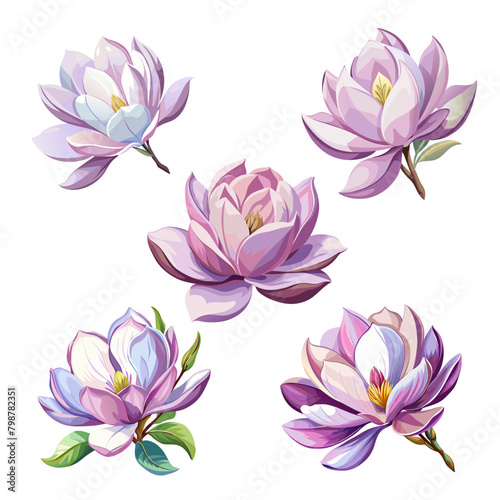 Set of beautiful magnolia flower art drawn on white background