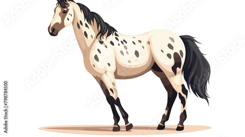 Appalloosa breed horse flat vector illustration. Am