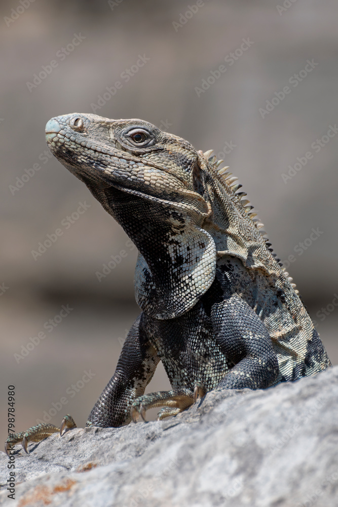 Side profile of a Mexican iguana perched on a rock Side profile of a Mexican iguana perched on a rock