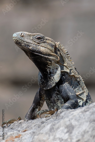 Side profile of a Mexican iguana perched on a rock © John Price