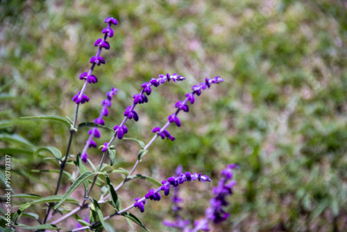 Fresh floral texture with Salvia leucantha  Purple Velvet  flowers blooming in the park  green background. Macro floral photography.