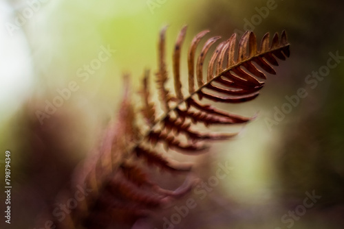 Macro de feuilles de fougère marrons © Anthony