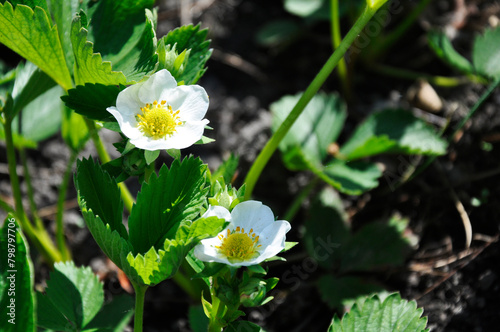White strawberry flowers in spring sunny garden.