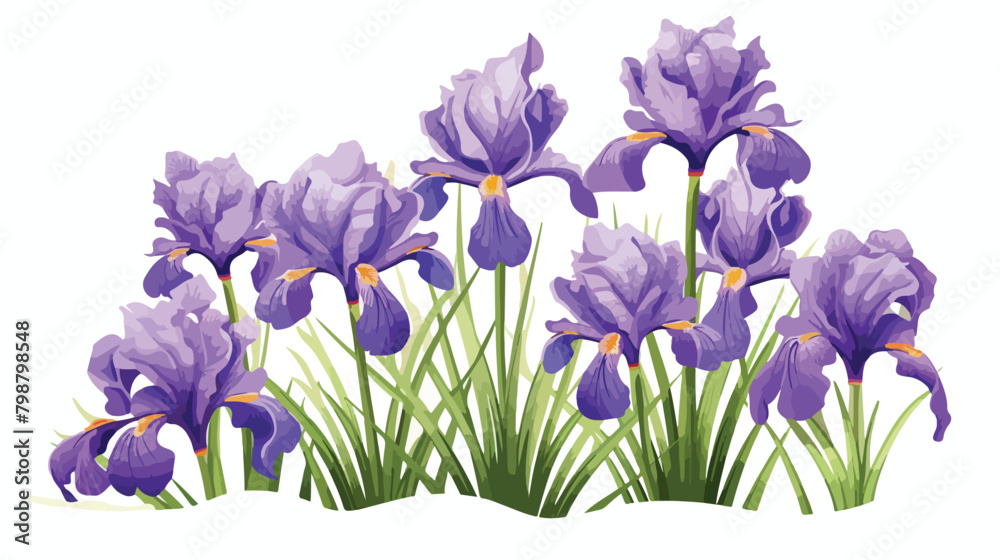 Detailed drawing of spring iris flowers and buds. S