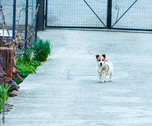 A small dog caught in the yard of the house while it was playing and is careful not to let thieves enter the fence of the house. photo