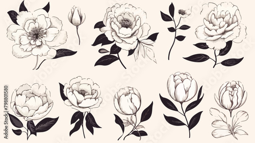 Beautiful peonies set. Hand drawn detailed blossom