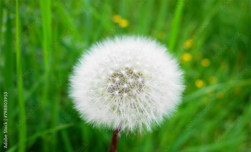 dandelion on green grass dandelion on green grass