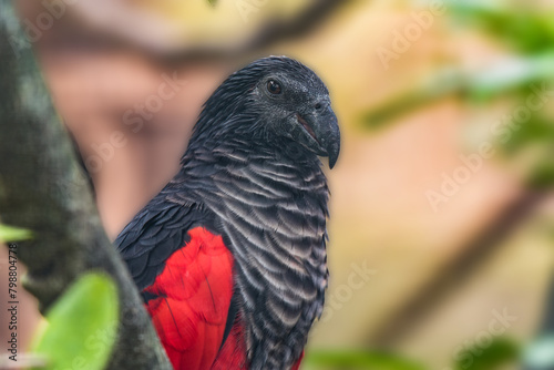 Portrait of a parrot of Pesquet