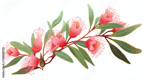 Blooming bright eucalyptus flower with leaves isola