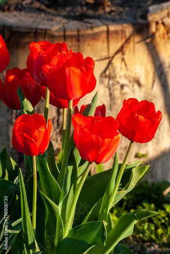 Red tulips background. Beautiful tulip in the meadow. Flower bud in spring in the sunlight. Flowerbed with flowers. Tulip close-up. Red flower