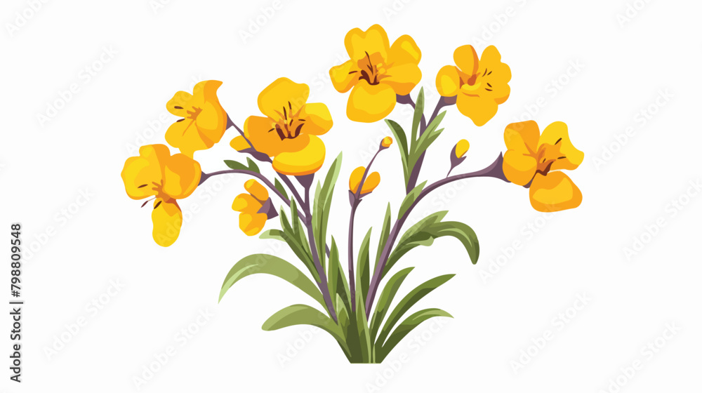 Blooming wallflower. Wild floral plant. Botanical d