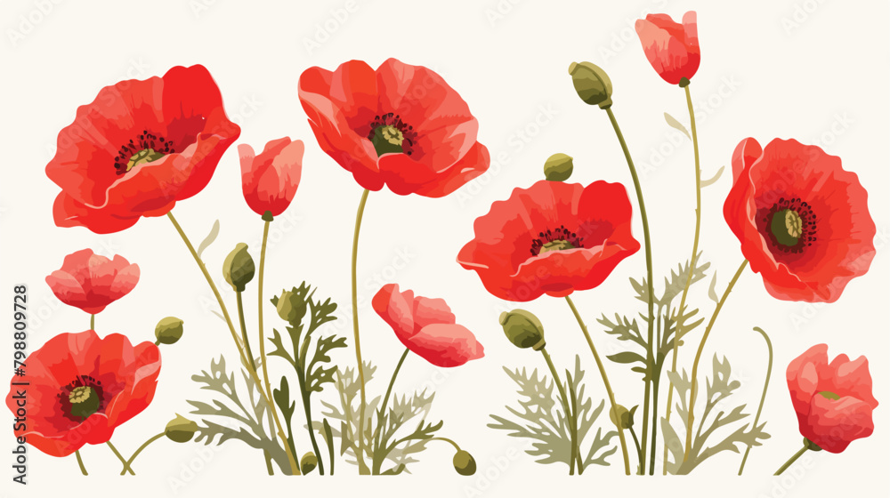 Blossomed and unblown poppy buds. Red flowers with