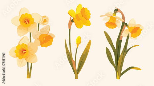 Elegant blossomed daffodil flower with stem and lea