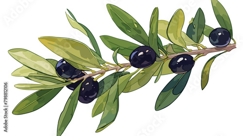 Botanical drawing of olive or Olea Europaea tree br photo