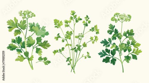 Botanical drawing of parsley leaves flowers or infl