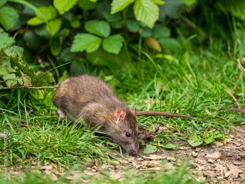 A Brown Rat Feeding on the Ground