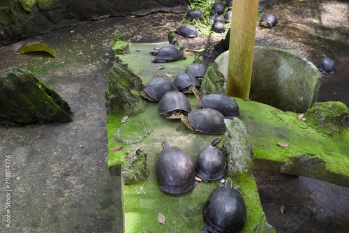 Tortoises resting on a rock near the pond